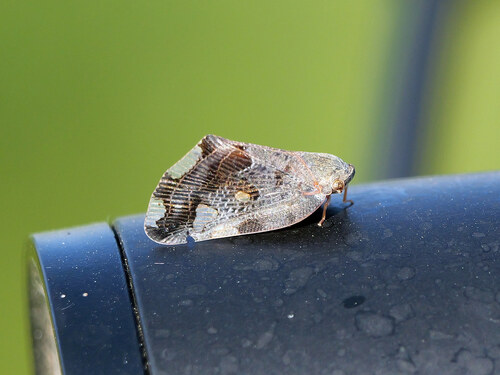 Black planthopper