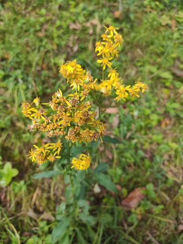 Solidago virgaurea, photograph 4