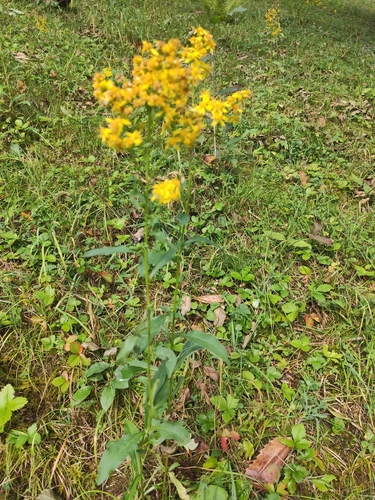 Solidago virgaurea, photograph 5