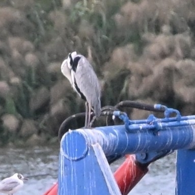 Grey Heron