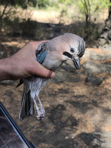 Eurasian Jay
