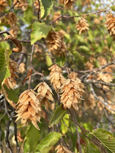 Ostrya carpinifolia