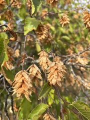 Ostrya carpinifolia