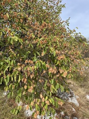 Ostrya carpinifolia, photograph author not stated, no rights reserved