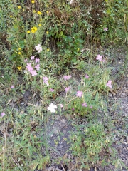 Clarkia bottae