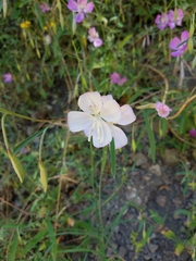 Clarkia bottae