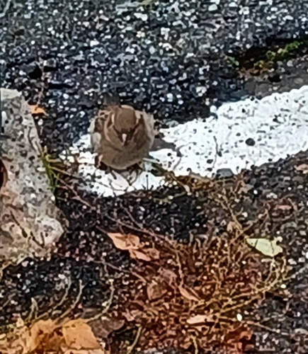 House Sparrow
