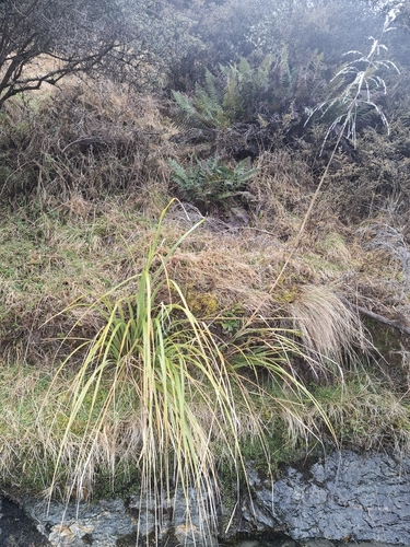Chionochloa conspicua observed 2026-09-19