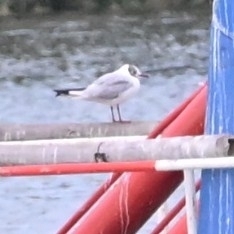 Black-headed Gull