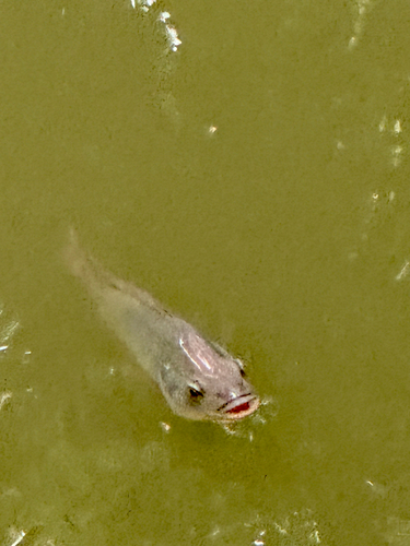 Nile Tilapia