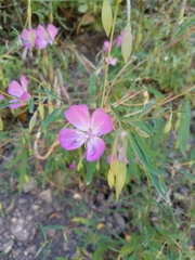 Clarkia bottae