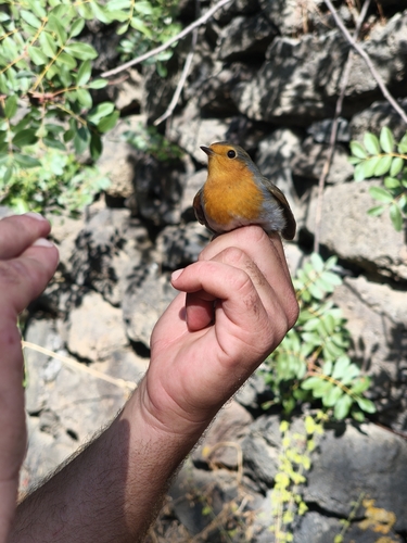 European Robin