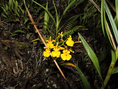 Oncidium klotzscheanum