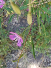 Clarkia bottae