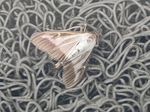 Box Tree Moth