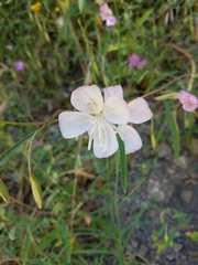 Clarkia bottae
