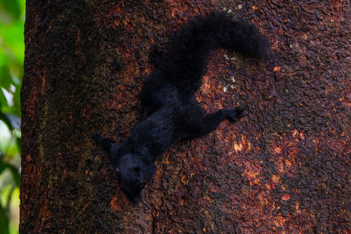 Black Prevost's Squirrel