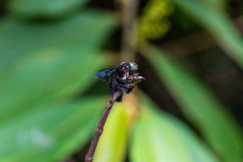 Broad-handed Carpenter Bee