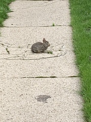 Sylvilagus floridanus