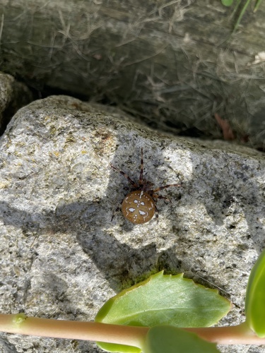 Four-spot Orbweaver
