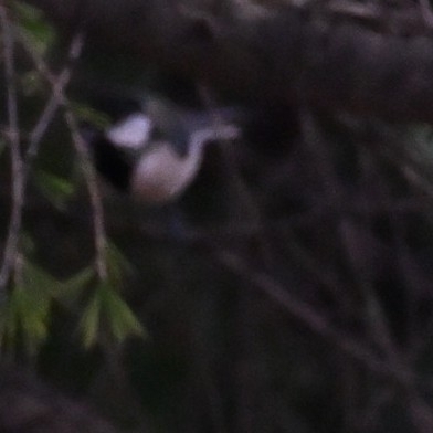 Asian Tit