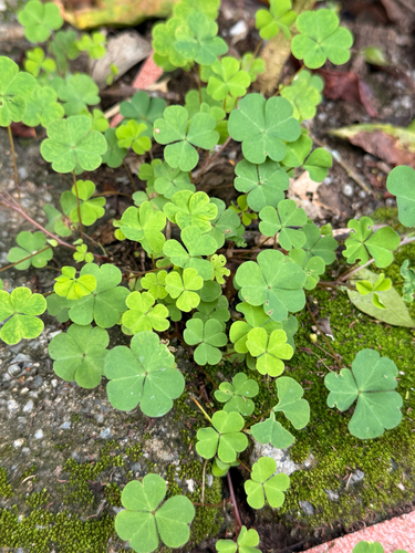 Creeping Woodsorrel