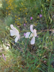 Clarkia bottae