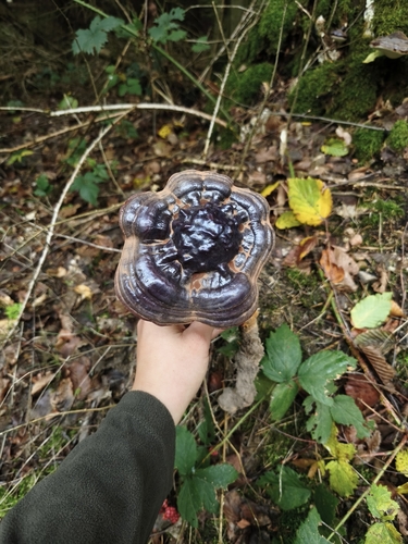 Ganoderma carnosum