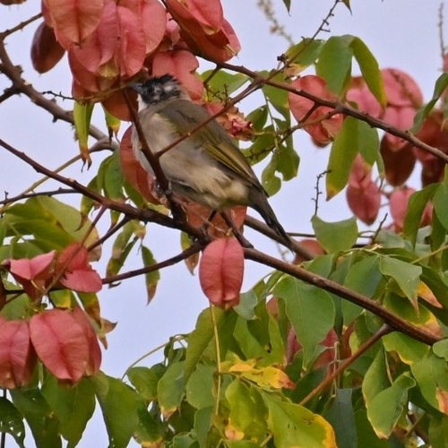 Light-vented Bulbul
