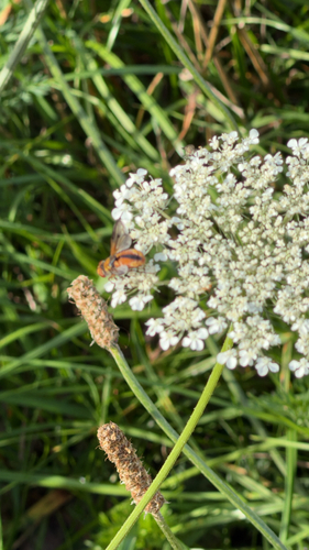 Ectophasia crassipennis
