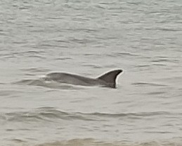 Indo-Pacific Bottlenose Dolphin