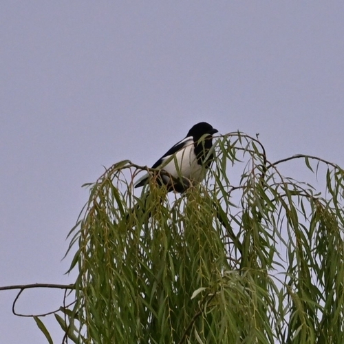 Oriental Magpie