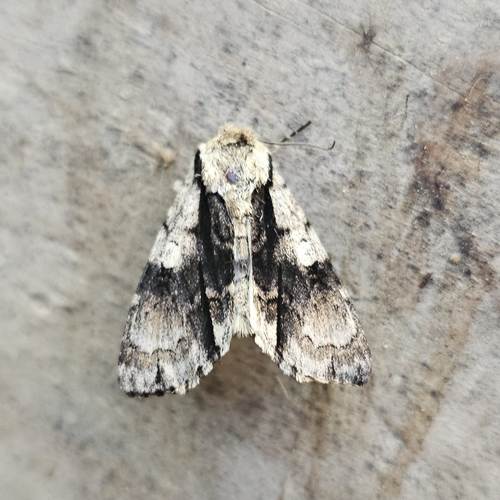Alder Moth