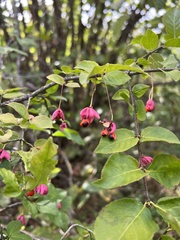 Euonymus verrucosus