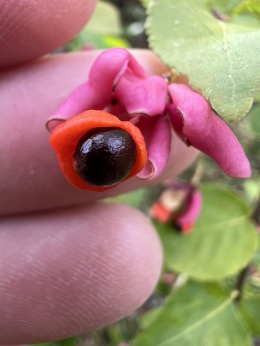 Euonymus verrucosus, photograph 2