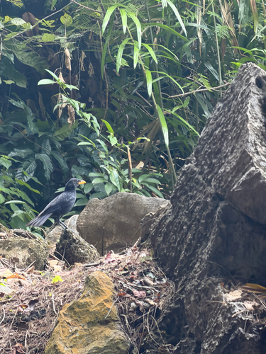 Blue Whistling-Thrush