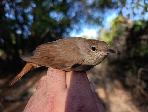 Common Nightingale