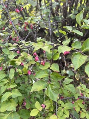 Euonymus verrucosus, photograph author not stated, no rights reserved