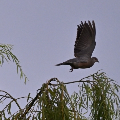 Oriental Turtle-Dove