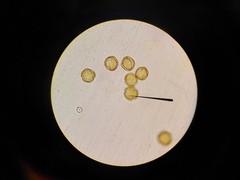 Xylosma spiculifera