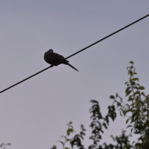 Spotted Dove