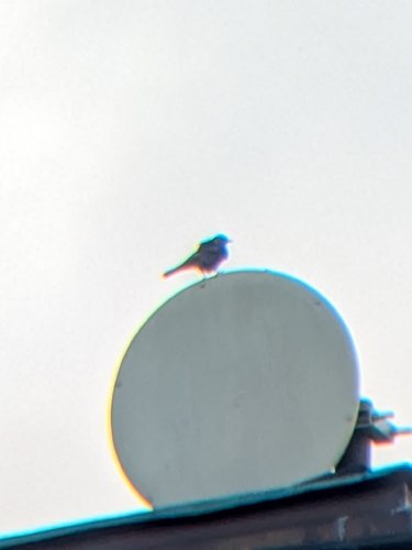 Black Redstart