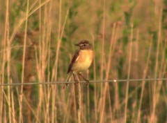 Polystictus pectoralis