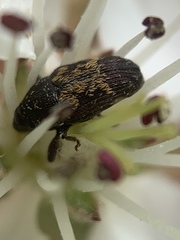 Glyptobaris lecontei