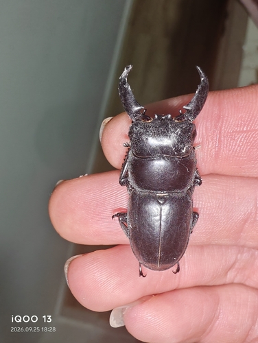 Serrognathus titanus platymelus