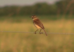 Polystictus pectoralis