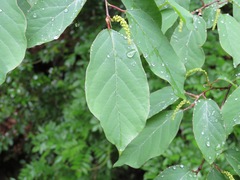 Neoshirakia japonica