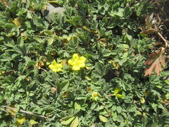 Potentilla acaulis