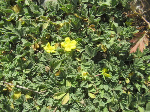 Potentilla acaulis, photograph 1