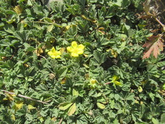 Potentilla acaulis, photograph author not stated, no rights reserved